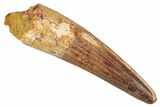 Fossil Spinosaurus Tooth - Real Dinosaur Tooth #344375-1